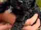 Je donne chiots caniche disponible 