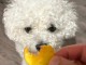 B&eacute;b&eacute; chiots Bichon fris&eacute; a donner femelle 
