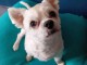 Je donne chiots chihuahua disponible 