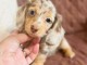 Chiot teckel arlequin adorable disponible 