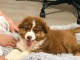 Je donne chiots berger australien disponible 