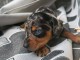 Annonces chiots teckels nain disponible 
