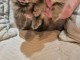 Chiots spitz nain Pom&eacute;ranien a &eacute;t&eacute; v&eacute;rifi&eacute; 