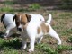 Je donne chiots Jack russel 