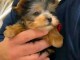Je donne chiots York m&acirc;le urgent 
