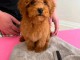Chiots caniche disponible m&acirc;le 