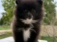 Adorable chiots spitz nain Pom&eacute;ranien 