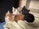 Je donne chaton Maine coon disponible 