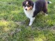Je donne chiots berger australien m&acirc;le 