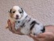 Annonces chiots berger australien 