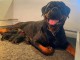 Chiot rottweiler disponible 