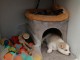 Je donne chiots Husky de Sib&eacute;rie adorable 