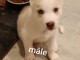 Disponible chiots Husky m&acirc;le 