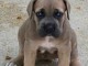 Je donne chiots cane corse disponible 