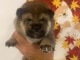 Je donne chiot shiba disponible 