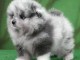 Magnifique chiots Spitz nain Pom&eacute;ranien 