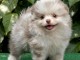 Adorable chiots spitz nain Pom&eacute;ranien 