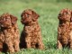 Chiots caniche toy pure race