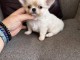 Adorable chiots chihuahua femelle int&eacute;ress&eacute; contacter moi 