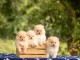 Adorable chiot spitz nain Pom&eacute;ranie m&acirc;le et femelle 