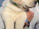 Chiots labrador retriever disponible pour adoption 