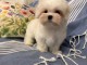 Chiots Bichon maltais pour un retrait&eacute; 