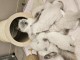 B&eacute;b&eacute; chaton ragdoll disponible m&acirc;le et femelle 