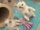 Magnifique chaton ragdoll disponible 