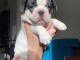 Adorable chiots bouledogue fran&ccedil;ais m&acirc;le 