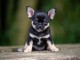 Magnifique chiots chihuahua m&acirc;le 
