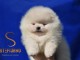 Pomeranian BOO oursons, chiots Spitz nain de Pom&eacute;ranie