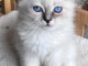 Magnifique chaton sacr&eacute; de brimanie 