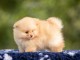 Chiot spitz nain Pom&eacute;ranie m&acirc;le 