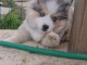 Berger australien disponible femelle 