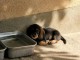 Chiots teckels nain &agrave; placer urgent 