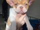 Magnifique chiots bouledogue fran&ccedil;ais m&acirc;le 
