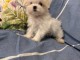 Chiots Bichon maltais disponible 