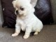 Chiots chihuahua disponible 
