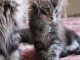 Annonces chaton Maine coon adopter 