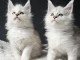 B&eacute;b&eacute; chaton Maine coon adorable 