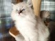 Chaton Sib&eacute;rien disponible pour adoption 