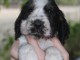 Magnifique chiots cocker anglais disponible 