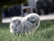 B&eacute;b&eacute; chiots spitz nain disponible m&acirc;le 