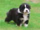 Annonces chiots berger australien disponible 
