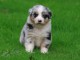 Adorable chiots berger australien m&acirc;le a donner 