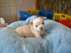 Je donne chiots chihuahua m&acirc;le 