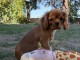 Je donne chiots cavalier King Charles m&acirc;le a donner 