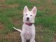 Chiot berger blanc suisse disponible 