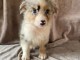 Magnifique chiots berger australien disponible 