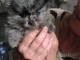 Magnifique chiots Spitz nain femelle 